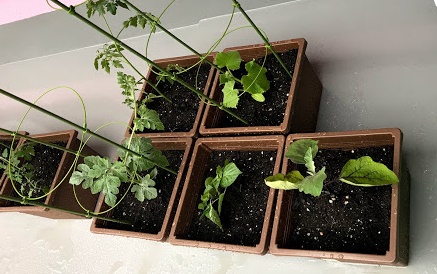 家庭菜園-定点観測｜枝豆、キュウリ、ミニトマト、スイカ、プチアマ（ほうずき）